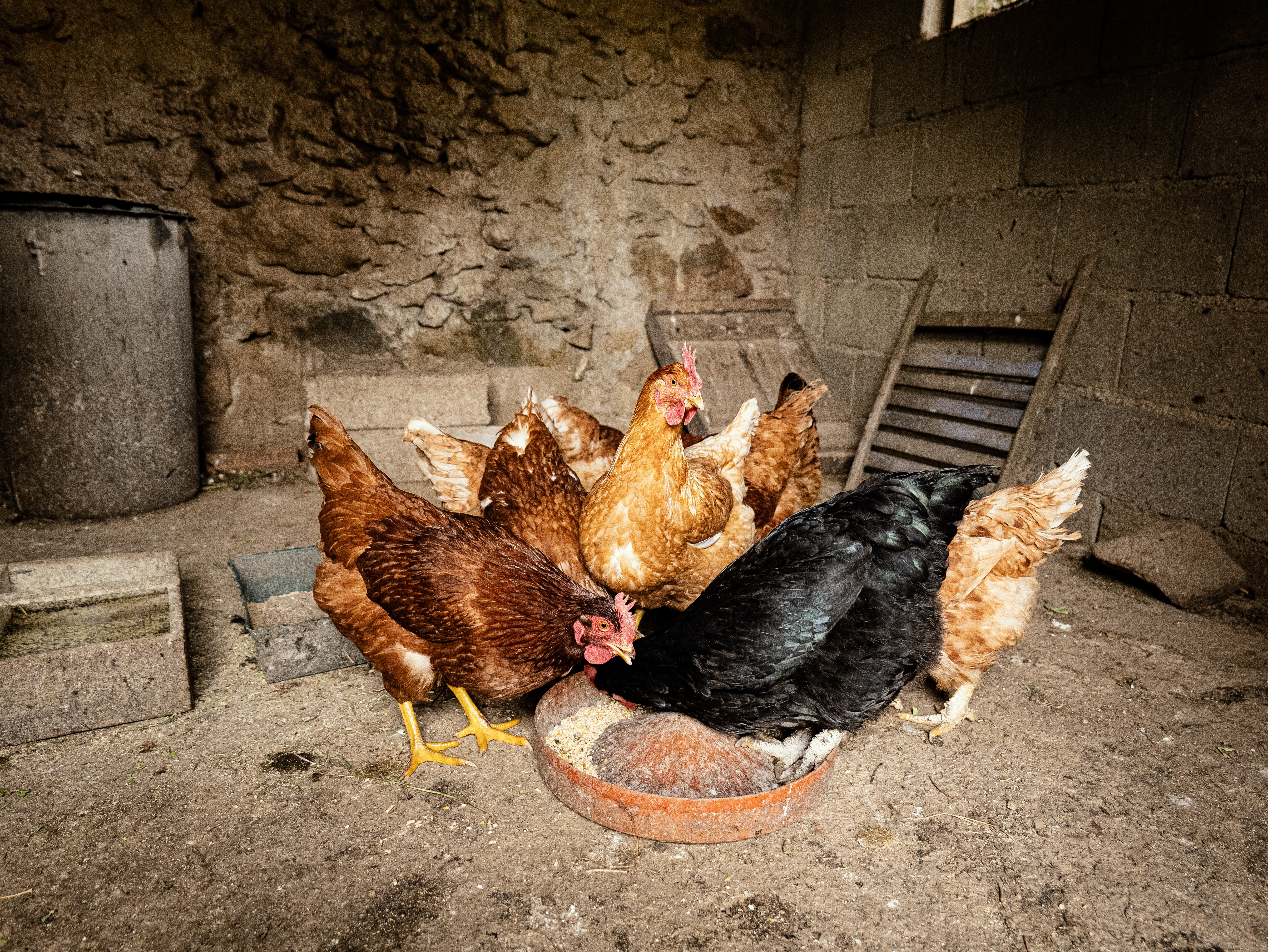 gallinero ideas